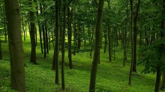 Green Forest Wallpaper