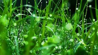 HD Grass Wallpaper