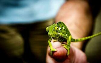 Chameleon Lizard Mood HD Wallpaper Animal Birds