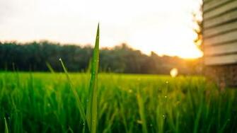 HD Sugarcane Wallpaper World S Greatest Art Site