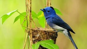 Beautiful Bird 1080p HD Wallpaper Widescreen Source
