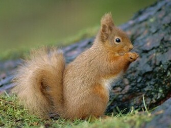 Funny Squirrels Wallpaper For Desktop Animal