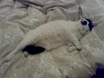 Being Lazy Image Cat HD Wallpaper And Background Photos