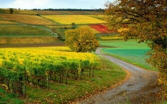 Hillside Vineyard Wallpaper