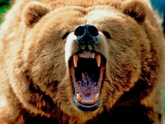 Grizzly Bear Animals Wallpaper HD Image