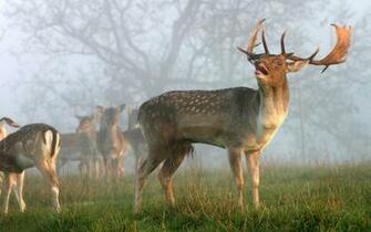 Wallpaper With The Picture Of A Group Deers HD