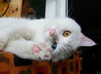Cats With Two Different Colored Eyes Car Pictures