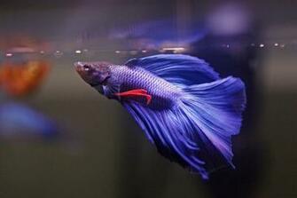 Beta Fish Wallpaper Amazing