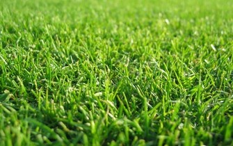 Grass Wallpaper Desktop Grassdesktop Background