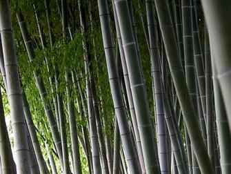 Bamboo Wallpaper HD Topwallpaper