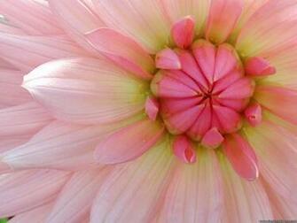 Desktop Wallpaper Flowers Background Dahlia
