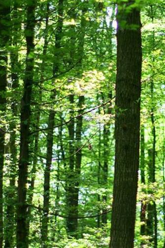 iPhone Forest Wallpaper Photo Full High Resolution