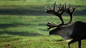 Elk Computer Wallpaper Desktop Background Id