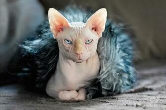 Sphynx Cat HD Wallpaper Background Image Id