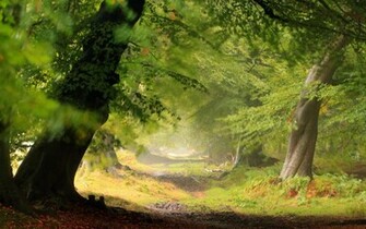 Description Forest Wallpaper HD Is A Hi Res For Pc Desktops