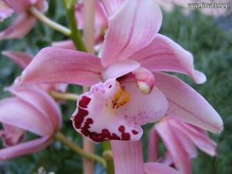 Aaaaaaaaakm Hyvbduvdtae S1600 Orchids 20flowers 20wallpaper1 Jpg