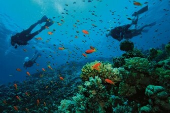 Scuba Diving Diver Ocean Sea Underwater Fish Wallpaper