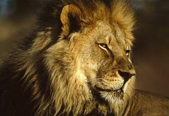 Animals Love Photos African