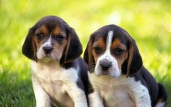 Beagle Wallpaper HD