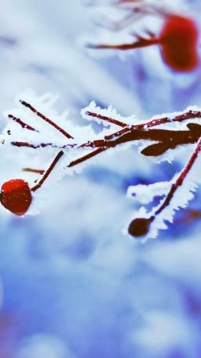 Winter Snow Plum iPhone Wallpaper Top