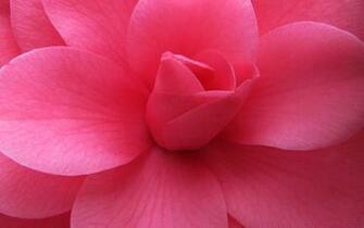 Pink Flower Wallpaper Desktop Hq Pixel Popular