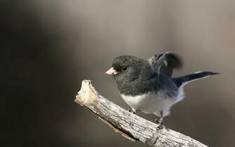 Small Bird On A Branch Wallpaper