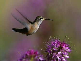 Hummingbird Wallpaper Desktopwallpaper