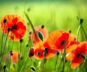 HD Flower Samsung Galaxy Tablet Pc Wallpaper Background