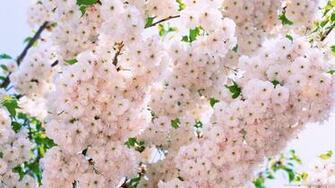 Pink And White Flowers Wallpaper HD Walls Find