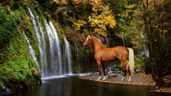 Desktop Wallpaper Horses