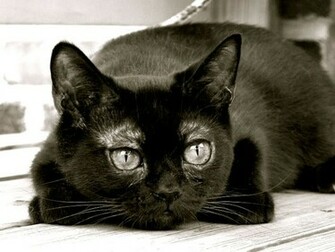 Cute Black Cat Wallpaper Wwe