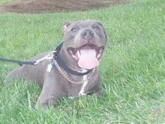 Poster Pitbull My Baby Blue Pitbulls