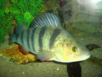 Redfin Perch In The Aquarium Photo And Wallpaper Cute