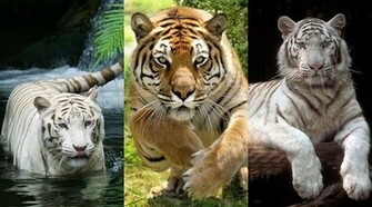 Tiger Wallpaper Screensaver Pre Id Umnet