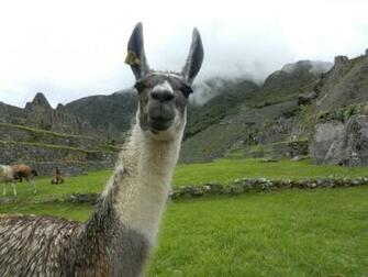 Llama Computer Wallpaper Desktop Background Id