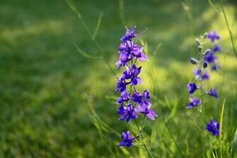 Wallpaper Flowers Desktop