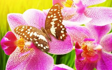 Butterfly Wallpaper HD Desktop And Mobile Background
