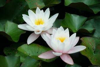 Lotus Flower HD Wallpaper High Definition iPhone