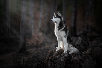 Siberian Husky Wallpaper