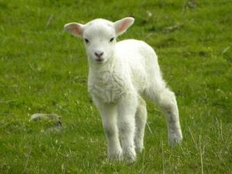 Lambs Wallpaper