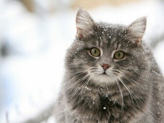 Cute Cat In The Snow Desktop Wallpaper Programming Resource Center