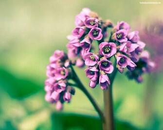 Spring Primavera Flowers Flores Wallpaper