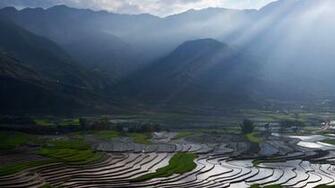 Rices Fields Vietnam IwallHD Wallpaper HD