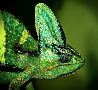 Pin Chameleon Digital Animals Wallpaper
