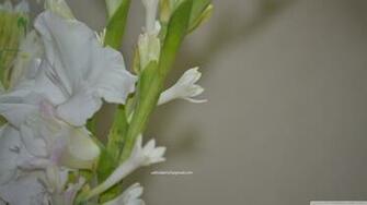 Tuberose HD Wallpaper Desktop