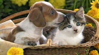 Puppy And Kitten
