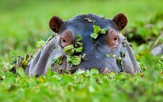Hippopotamus HD Desktop Wallpaper 7wallpaper Net