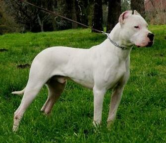 Argentino Dogo Desktop Pics One HD Wallpaper Pictures