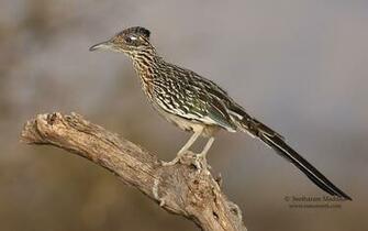 Greater Roadrunner Wallpaper