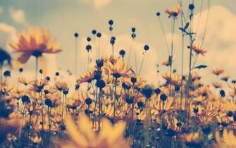 Descarga Gratis Tu Fondo Flores Sepia Fotospara Comfondos